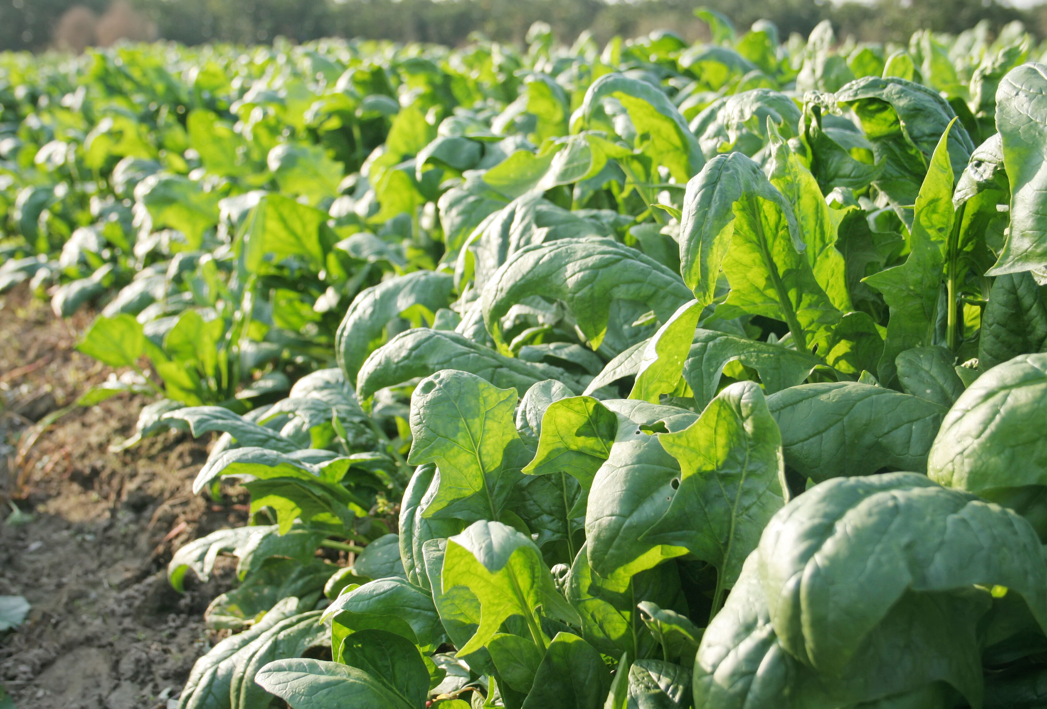 Spinach Koppert Kenya