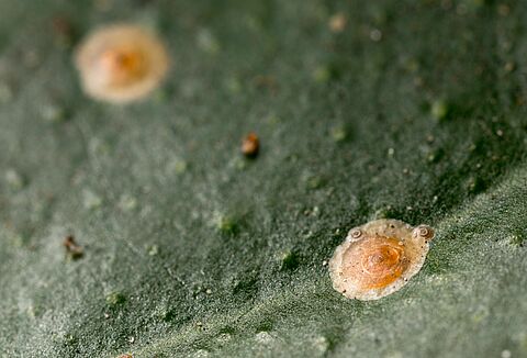 California red scale