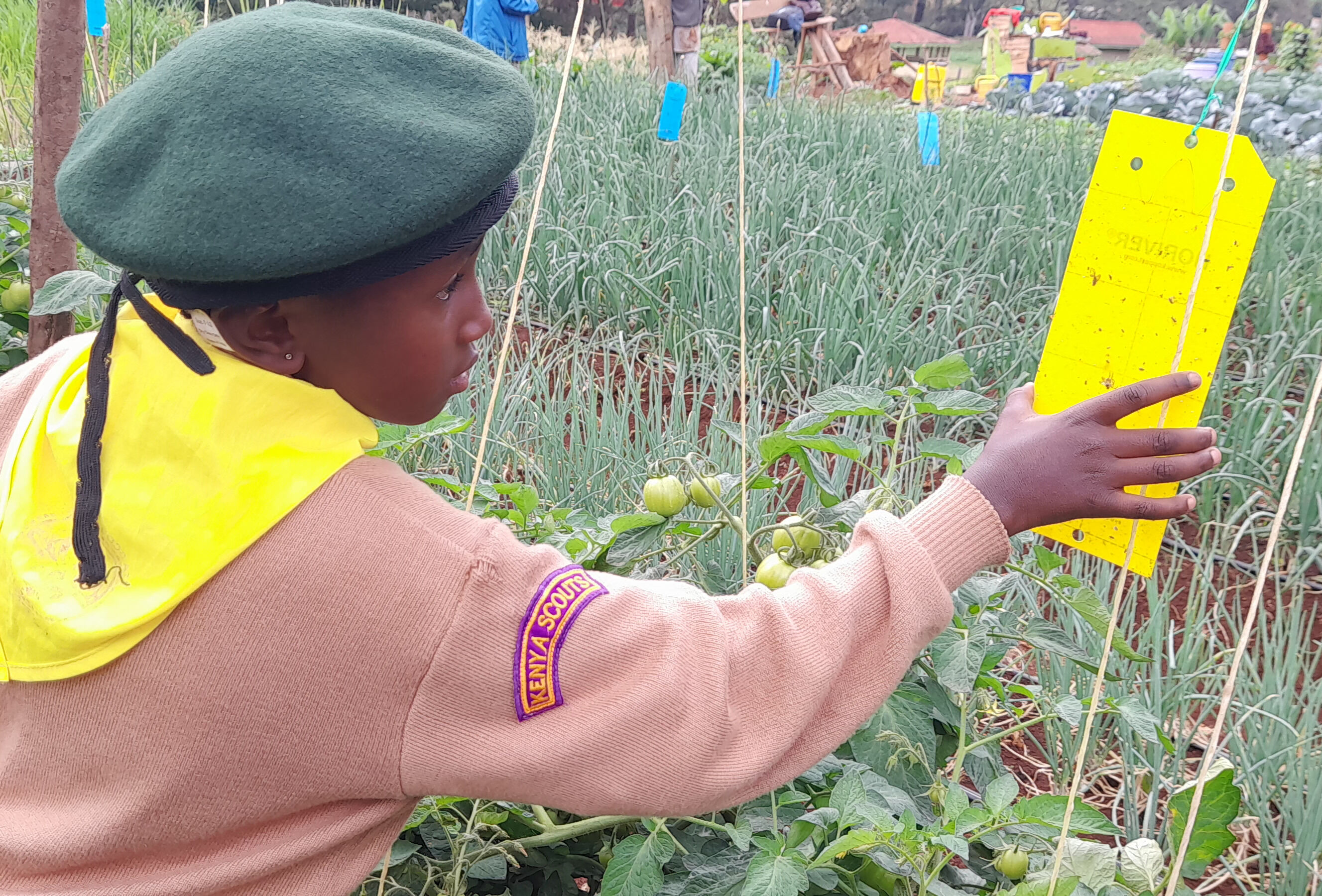 Nurturing Young Minds: Koppert's Partnership with 4K Clubs in Kenya