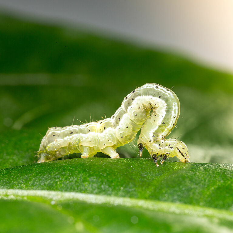 Golden twin-spot moth Chrysodeixis chalcites Larva