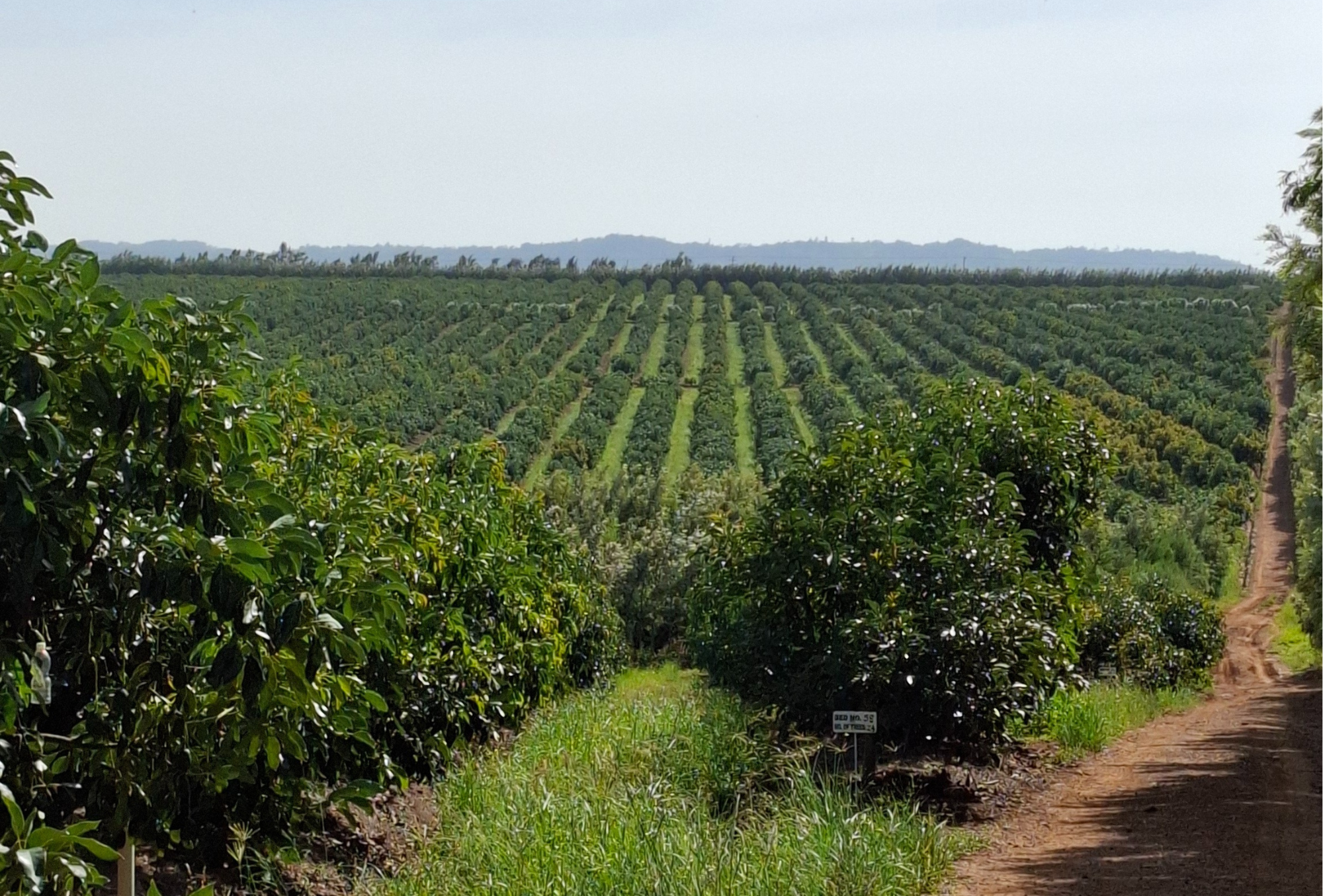 Eastern Orchards’ Success With Koppert’s Sustainable Avocado Farming Solutions