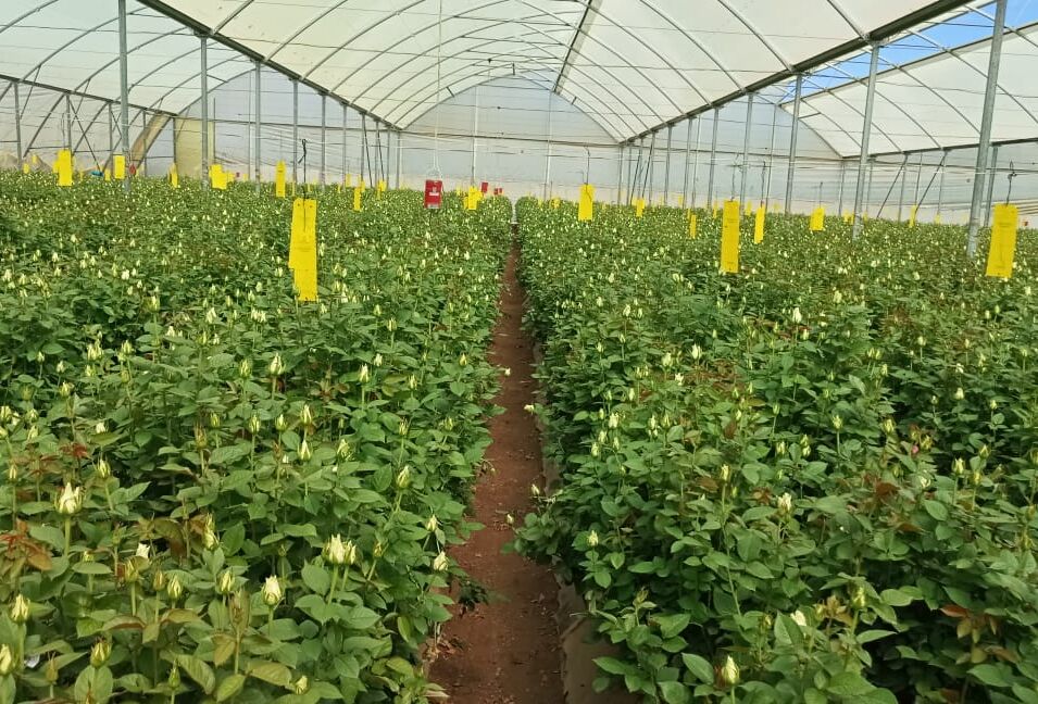 Tackling the Puzzle of Downy Mildew & Botrytis Management in Roses