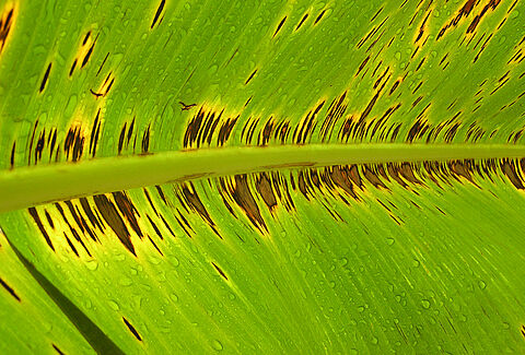 Black sigatoka disease