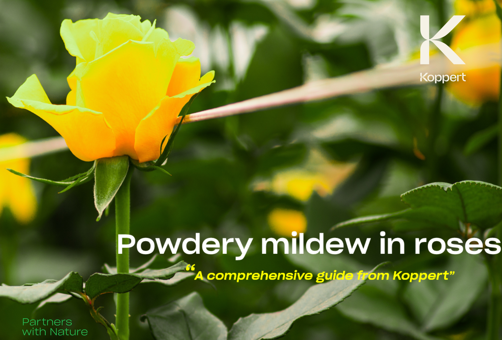 Top diseases in roses - Powdery Mildew