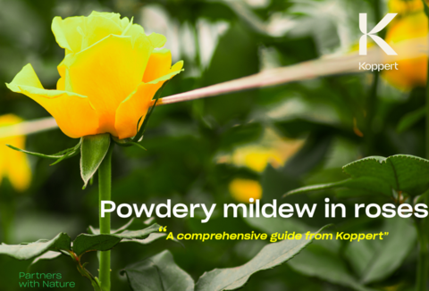 Top diseases in roses - Powdery Mildew