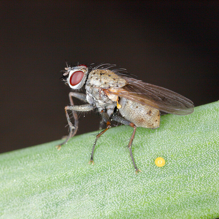 The adult form of the onion fly Delia antiqua