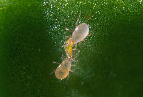 Keep Thrips under Control: Plenty of Options with our Comprehensive IPM package for Management of Thrips.