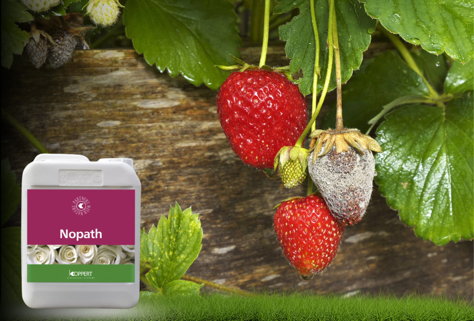 Stop the spread of Botrytis with NoPath