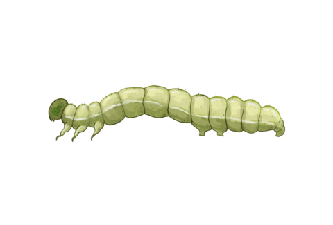 Caterpillars