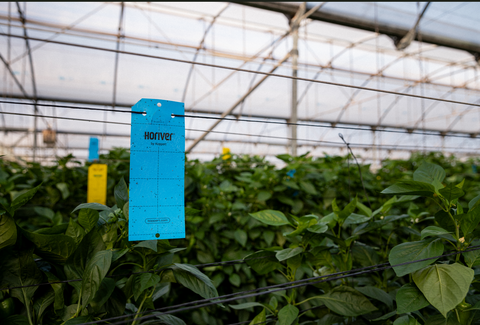 The cost-saving potential of biological crop protection for your IPM strategy