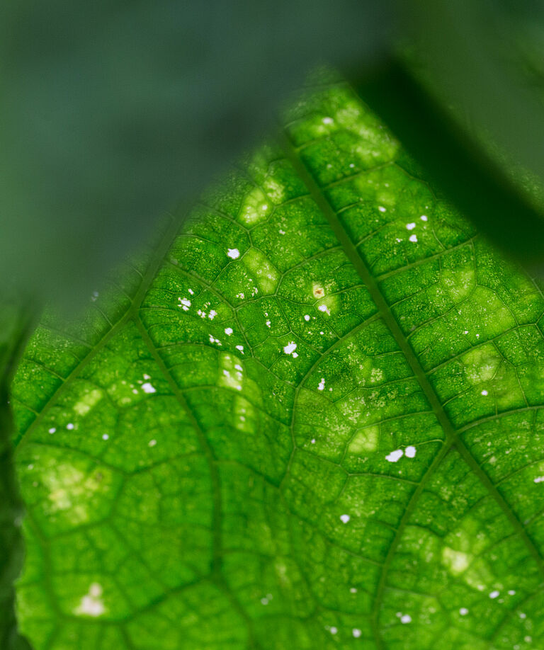 Leaf damage caused by Impatiens thrips Echinothrips americanus