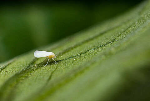 Know Your Enemy - A closer look at Whiteflies