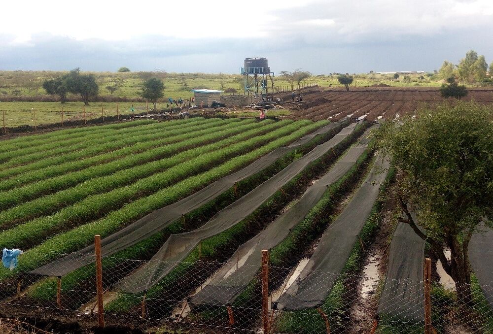 Excellent Results with Trianum in Onions