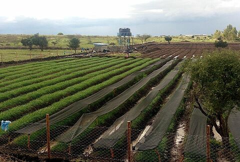 Excellent Results with Trianum in Onions