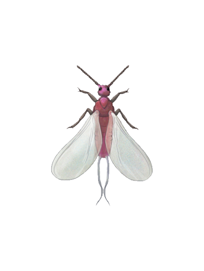 Planococcus citri adult male