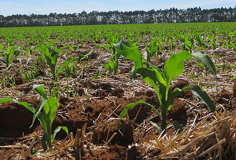 Some Tips for Maize Production in Challenging Times
