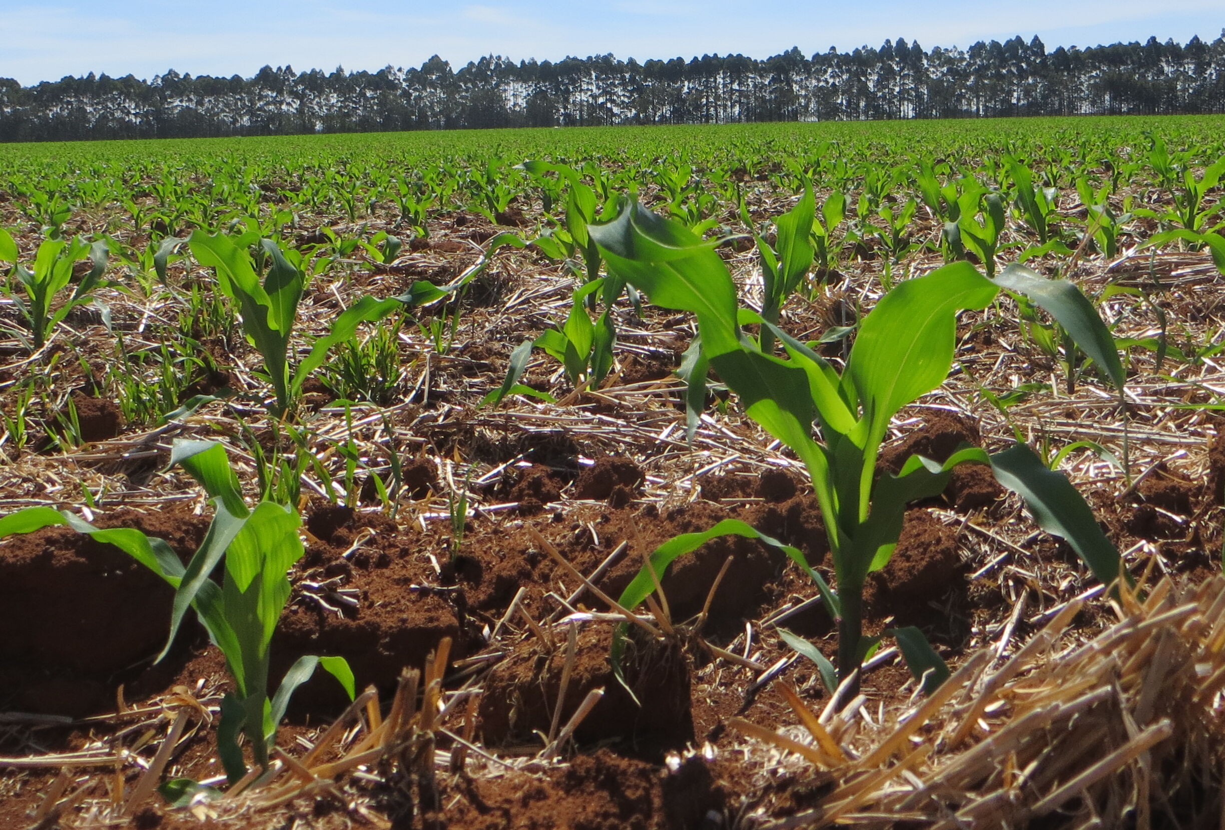 Some Tips for Maize Production in Challenging Times