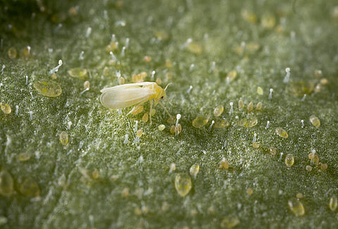 Tobacco whitefly