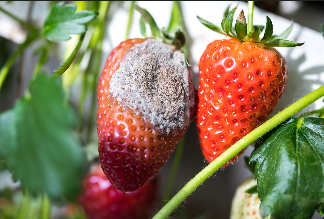 Botrytis: Ten must-knows