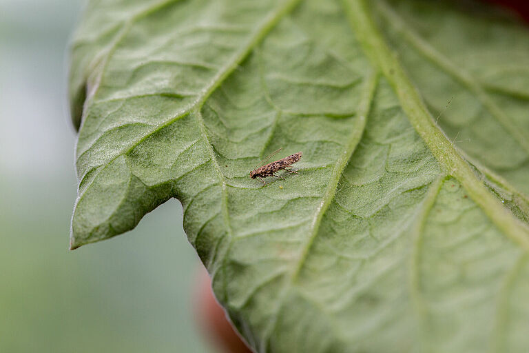Adult of the Tomato leafminer Tuta absoluta