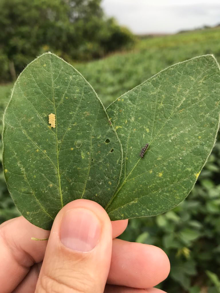 Eggs of Neotropical brown stink bug Euschistus heros