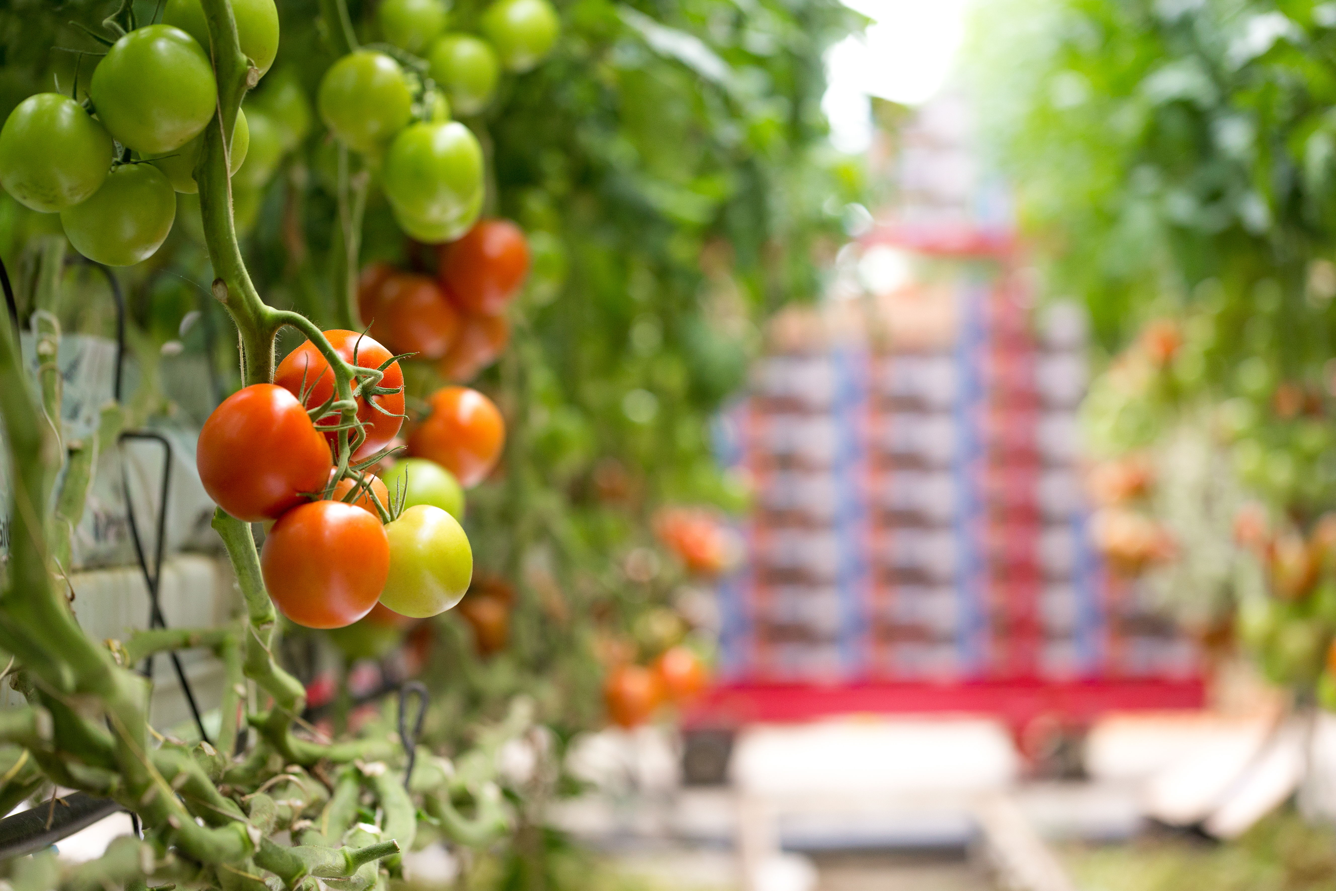 Protected vegetables