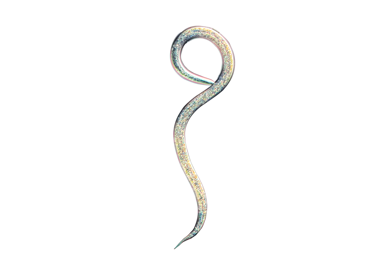 Beneficial nematodes